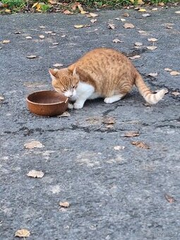 Daruji sedmiměsíčního kocourka