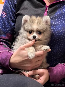 Pomeranian / Německý špic