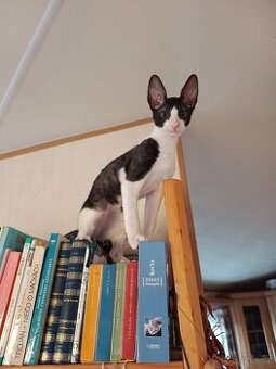 Cornish rex s PP