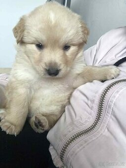 Prodám štěně zlatého retrívra fenka