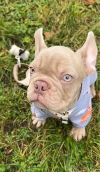 francouzský buldoček v rezervaci