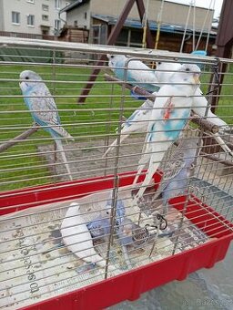 Letošní andulky a korelu