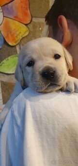 Labrador - černá a smetanová štěňátka