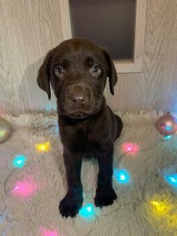 Labradorský retrívr