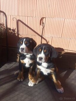 Velký švýcarský salašnický pes s PP