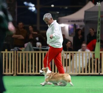 Welsh Corgi Pembroke FCI - 1