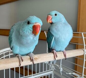 Alexandr velký a malý