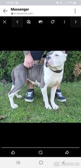 American bully xl