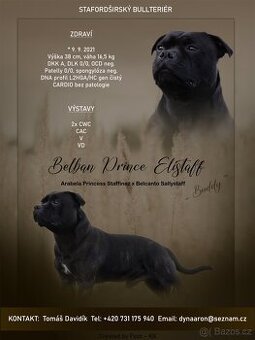 Stafordšírský bulteriér - Krycí pes