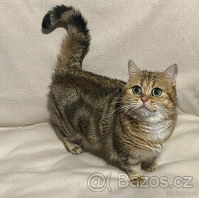 Britská whiskas kočička