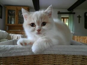 Krásná britská koťátka s PP k rezervaci ⭐️⭐️⭐️ - 1