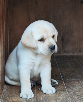 Nabídka štěňat labradorského retrievera