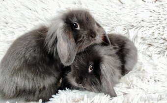 Zakrslý beránek, králíček, králík-MATTY A MENY