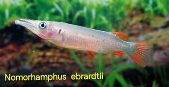 Polozobánky- Nomorhamphus ebrardtii