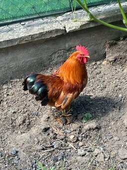 Prodám zdrobnělé hempšírky