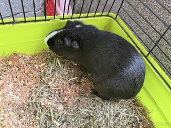 Cuy morče samec 5 m