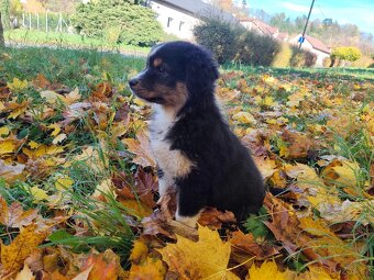 Australský ovčák –  poslední krasavec k odběru