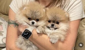 POMERANIAN S PP FCI - ch.s. z Malebného povltaví