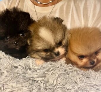 POMERANIAN S PP FCI - ch.s. z Malebného povltaví