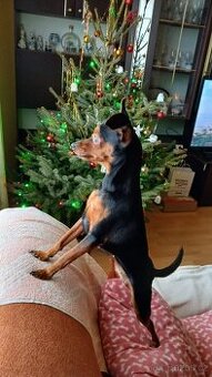 Pražský  krysařik