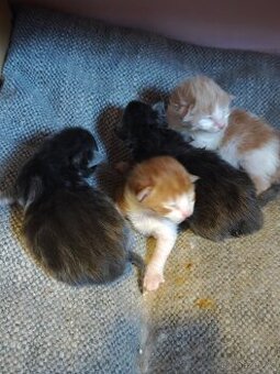 Mainská mývalí koťátka bez PP