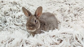 Zakrslý beránek,králíček,králík -(REX)-DIANA