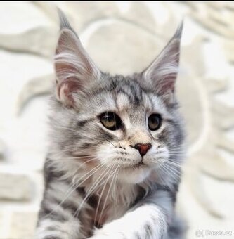 Freya s PP ❤️ Mainská Myvalí kočka Maine Coon