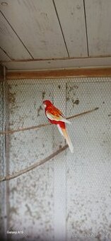 Prodám rozela rubíno