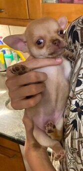 Štěňátka čivavy hledají hezké domovy.