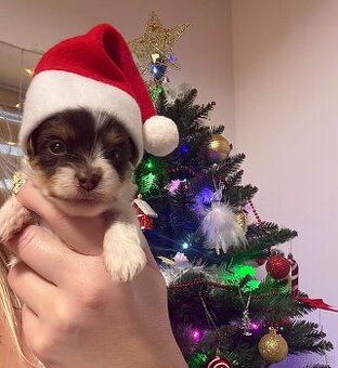 Jorkšírsky teriér s PP Biro pejsek