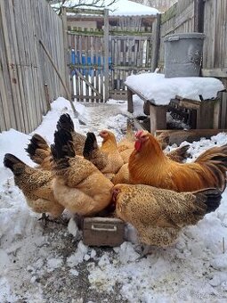 Násadová vejce Australky, Hempšírky a Plymutky bílé a Šumava