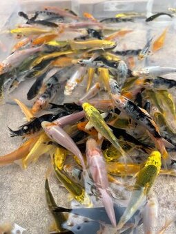 Koi kvality A