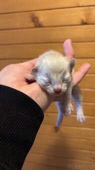 Ragdoll