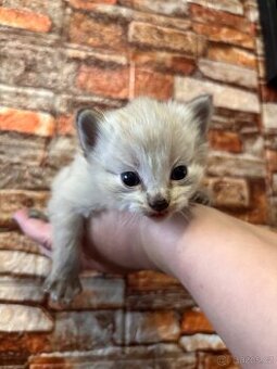 Ragdoll Kocourek