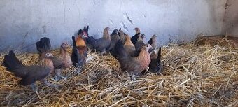 Násadová vejce holandská zakrslá slepice