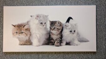 Obraz plátno na dřevěném rámu 100 x 50 cm - 1