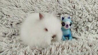 Zakrslý králík, králíček -(TEDDY)-HERBERT