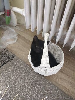 Koťatka