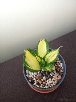 Sansevieria solid gold - 1