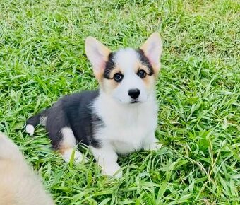 Welsh corgi pembroke s PP (FCI)