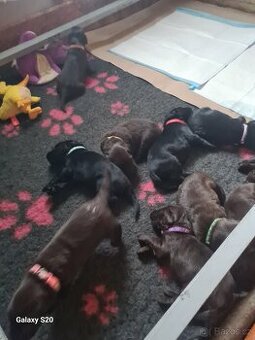 Flat coated retriever s PP
