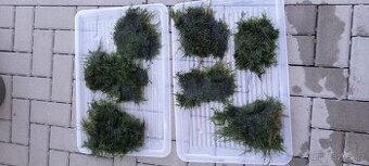 Christmas moss