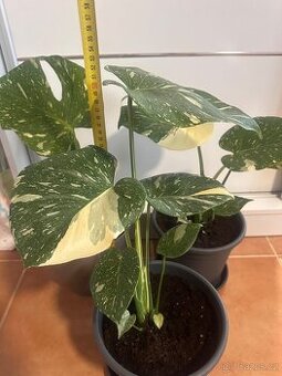 Monstera Thai Constellation