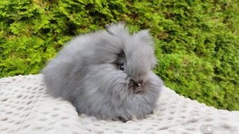 Zakrslý králík, králíček -(TEDDY)-OLAF A OLINA