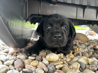 Stenatka labradora s Prukazem puvodu - rezervace