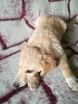 Labradorský retrívr