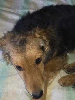 Labradorský retrívr