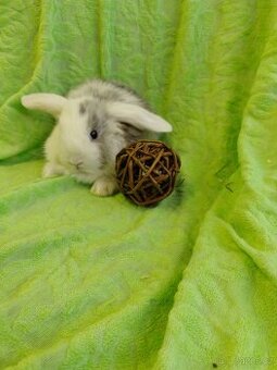 Vymazlení zakrslý králíčci - beránek, teddy, minilop, rex