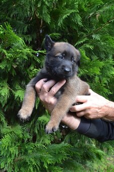 Belgický ovčák - malinois
