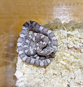 Užovka červená het Scaleless